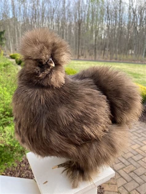 black mottled silkie|mauve splash silkie.